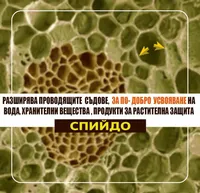 Спийдо - 1