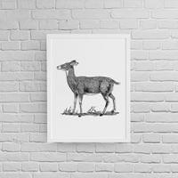 Постер с рамка "Кошута" - small - 1