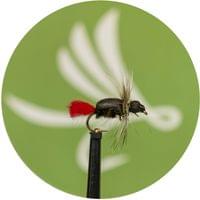 Nishawa Witch Beetle - 1