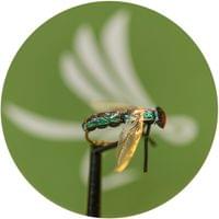 X-true Blue Fly - 1