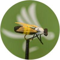 X-True Bumble Bee White - 1