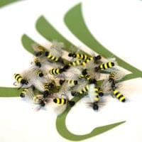 Medium Wasp Fly - 2