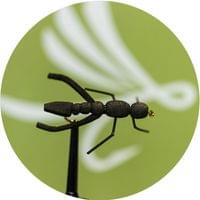 Cricket Terrestrial Fly - 1