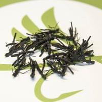 Cricket Terrestrial Fly - 2
