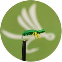 Green Beetle - 1