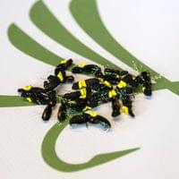 Foam Beetle - 2