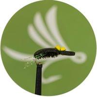 Foam Beetle - 1