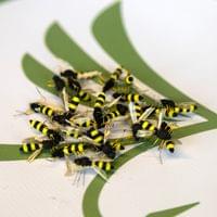 Wasp Fly - 2