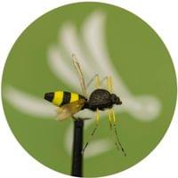 Wasp Fly - 1