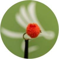 Egg Fly Red Orange - 2