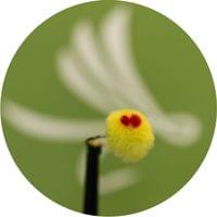 Egg Fly Yellow - 2