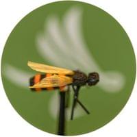 X-True Honey Bee Orange - 1
