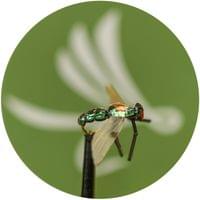 X-True Green Fly - 1