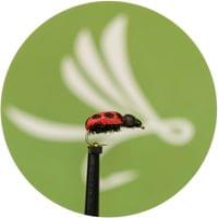 Lady Bug Fly - 1