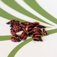 Lady Bug Fly - 2