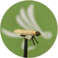 X-True Stone Fly Little Black - 1