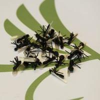X-True Stone Fly Little Black - 2
