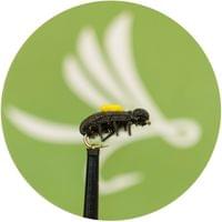 Peacock Beetle - 1