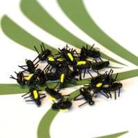 Peacock Beetle - 2