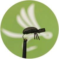 Black Beetle Fly - 1