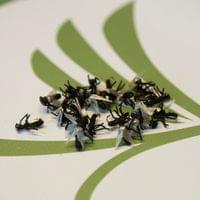 X-True Black Fly - 2