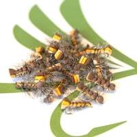Brown Caterpilar - 2