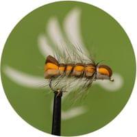 Brown Caterpilar - 1