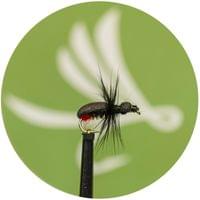 Red But Beetle - 1