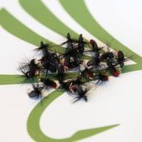 Red But Beetle - 2