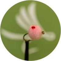 Pink - 2