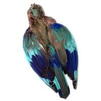 Кожа Kingfisher Full Skin - 1