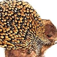 Скалп от петел Jungle Cock Cape - 2
