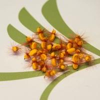Cocchaffer Fly - 2