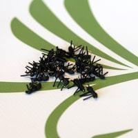 Black Ant - 2