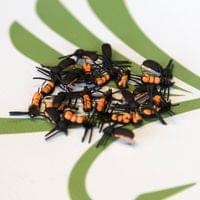 Fire Fly - 2