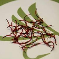 Tiger Worm Red - 2