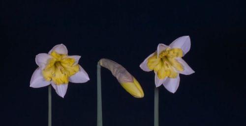 Сепарация от БАЩАТА-за жени - 1