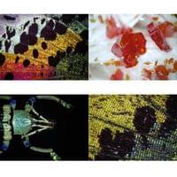 Bresser Микроскоп, дигитален, USB, 10x - 280x - 4