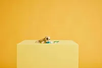 LEGO Creator Bunny - 31162 - 6