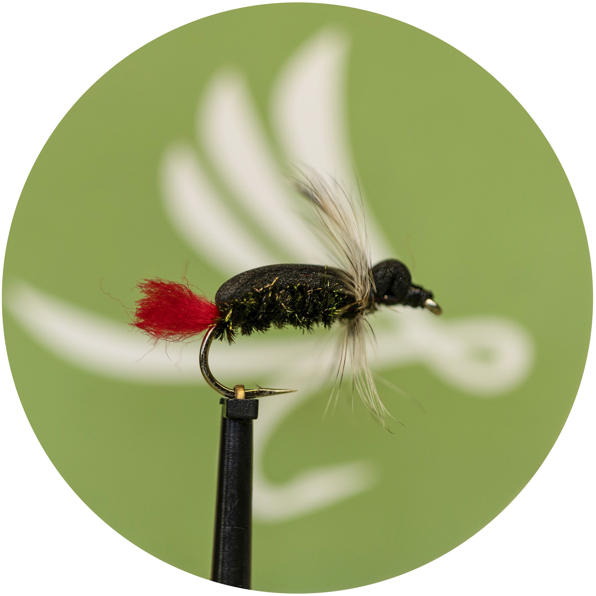 Nishawa Witch Beetle