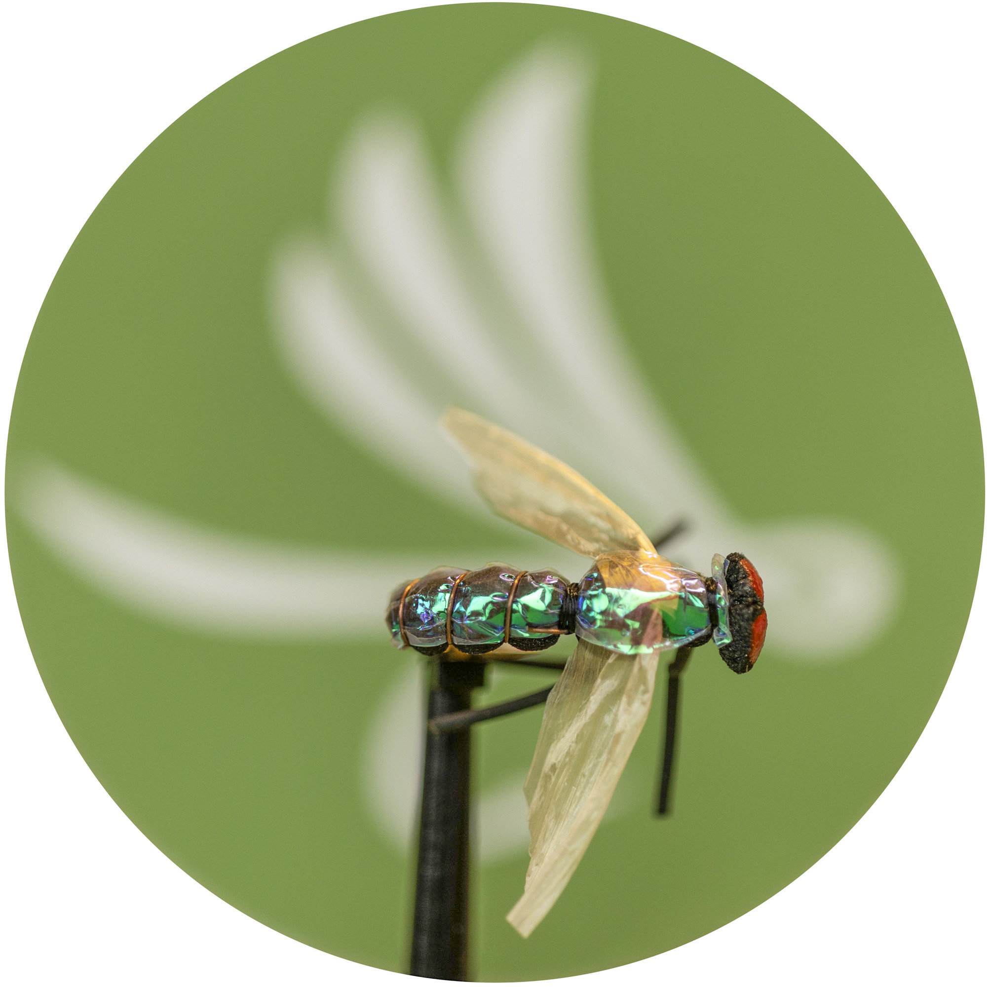 X-true Blue Fly