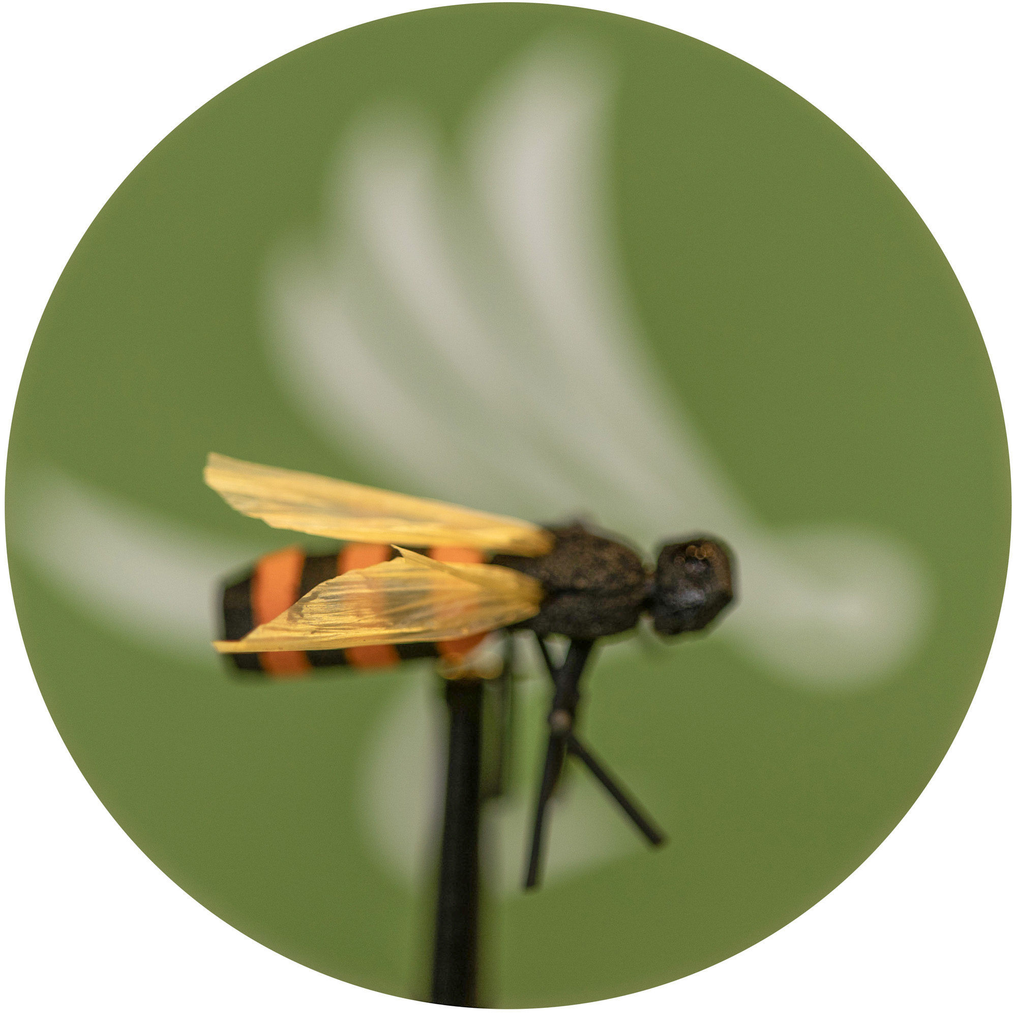 X-True Honey Bee Orange